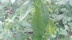Verbesina alternifolia