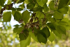 Acer negundo mexicanum
