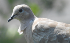 Streptopelia decaocto