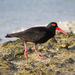 Sooty Oystercatcher - Photo (c) 104623964081378888743, some rights reserved (CC BY-NC), uploaded by 104623964081378888743