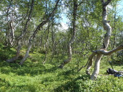 Betula pubescens pumila