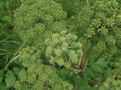 Angelica archangelica archangelica