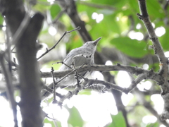 Herpsilochmus longirostris