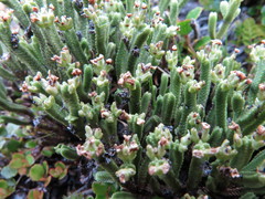 Veronica tetrasticha