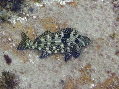 Aplodactylus lophodon
