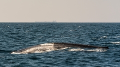 Balaenoptera musculus