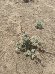 Sphaeralcea munroana