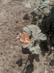 Sphaeralcea munroana