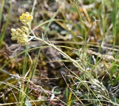 Helichrysum arenarium
