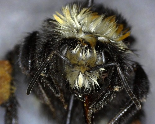 iNaturalist observation photo of Yellow-faced Bumble Bee