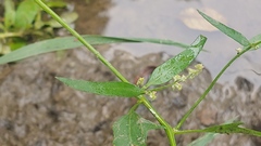 Chenopodium standleyanum