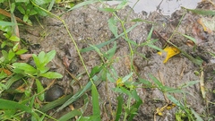 Chenopodium standleyanum