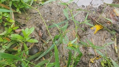 Chenopodium standleyanum