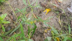 Chenopodium standleyanum