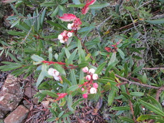 Gaultheria hispida