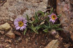 Xanthisma coloradoense
