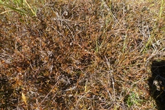 Gaultheria macrostigma