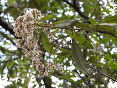 Vernonanthura patens