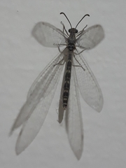 Neuroleon