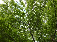 Carpinus tropicalis