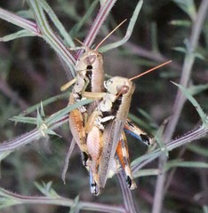 Melanoplus glaucipes