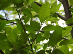 Carpinus tropicalis