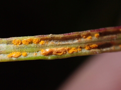 Coleosporium senecionis