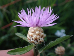 Centaurea jacea