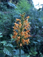 Platanthera chapmanii