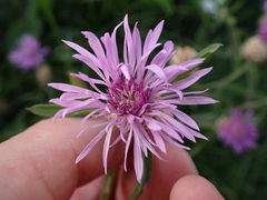 Centaurea jacea