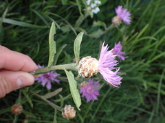 Centaurea jacea