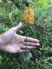 Platanthera chapmanii
