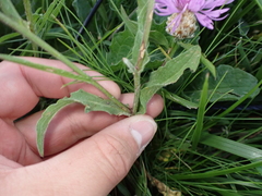 Centaurea jacea
