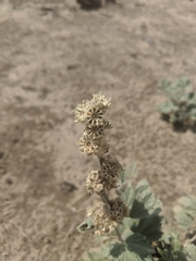 Sphaeralcea munroana