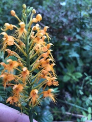 Platanthera chapmanii