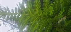 Cyathea horrida
