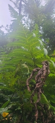 Cyathea horrida