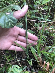 Platanthera chapmanii