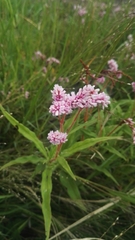 Persicaria limbata
