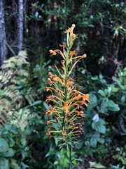 Platanthera chapmanii