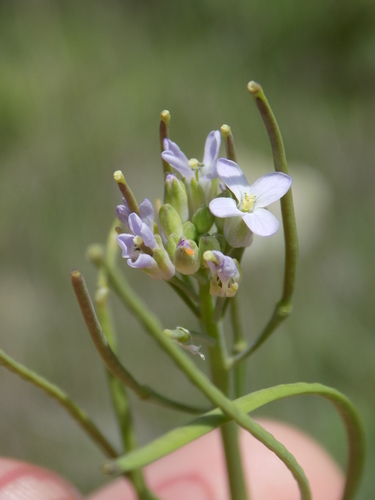 Brazos rockcress (Arabis petiolaris)