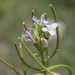 Streptanthus petiolaris - Photo (c) blake hendon,  זכויות יוצרים חלקיות (CC BY-NC), הועלה על ידי blake hendon