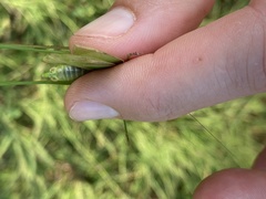 Scudderia curvicauda