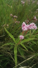 Persicaria limbata