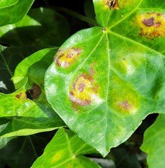 Colletotrichum trichellum