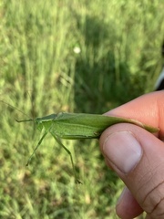 Scudderia curvicauda