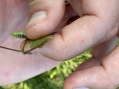 Scudderia curvicauda