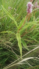 Persicaria limbata