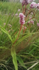 Persicaria limbata