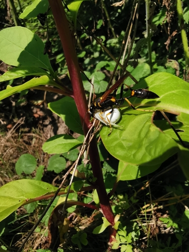 Black and yellow mud dauber